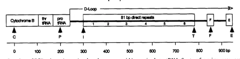 FIGURE 1 .-Locations of PCR primers (arrows) and tandem repeats within evening bat mtDNA