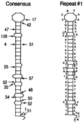 FIGURE 10.-Secondary energy according to  the Zuker-Stiegler method. The location and for number of substitutions observed among  repeats two through six repeat  and the consensus sequence obtained by minimizing the  free structures for the most common fir
