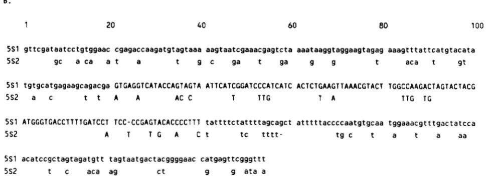 FIGURE Nucleotide sequence of the 706-bp insert of pRS20.7. Differences between this sequence and a second 706-bp repeat repeats were defined (based on comparison to  the plant consensus sequence in indicates the insertion of the base appearing above the p