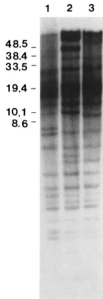 FIGURE 4.-Hybridization digested FIGE. pattern detected by pRS20.7 in  EcoRI Sh (lane I ) ,  L” (lane 2)