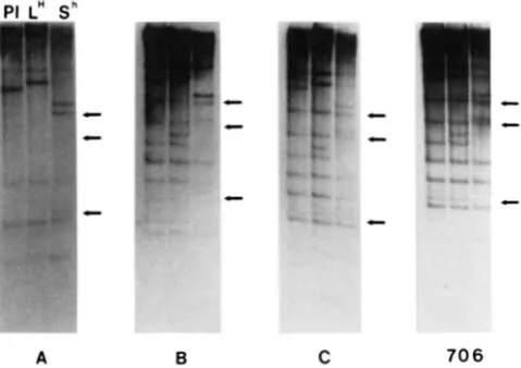 FIGURE 5."Spacer are differentially detected by the EcoRI-digested probe description. F;ch with the indicated pRS20.7-derived spacer probes