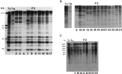 FIGURE 6.-Linkage  analysis of pRS20.7 RFLP patterns. A, Autoradiogram of Dral-digested total leaf genomic DNA from LI, Ls and FP progeny from an LI 