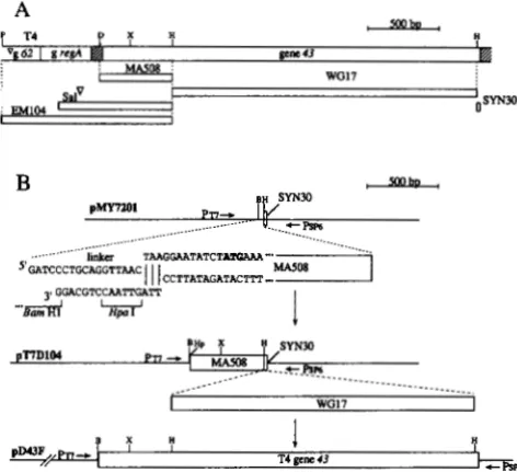 FIGURE 1 HindIII, and striped boxes denote intercistronic regions. The DNA frag- ments that were used polymerase