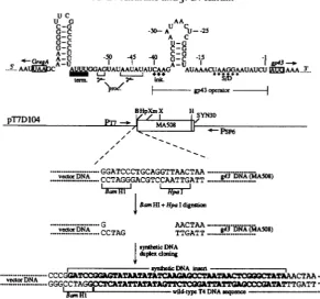 FIGURE 2.-Cloning colony hybridization and overhang, were then directionally inserted into  the double-digested pT7D104