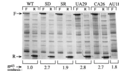 FIGURE 3.-A summary of translational operator mutants con- and the upper left lists mutants of the  loop  segment