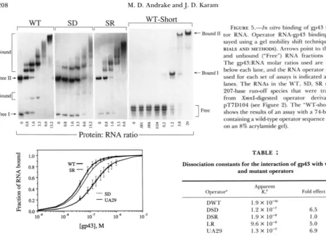 FIGURE 5.-In vitro tor sayed  using binding of gp43 to opera- RNA. Operator RNA-gp43 binding was as- a gel  mobility shift technique 