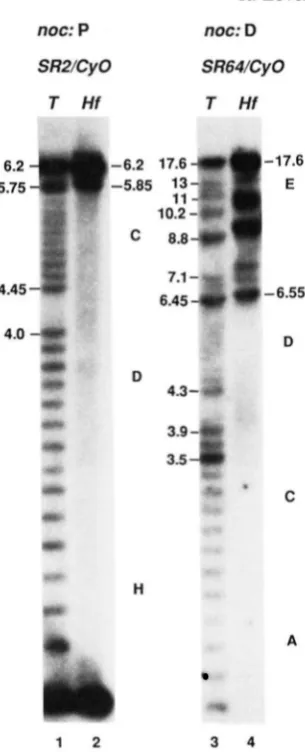 FIGURE 13.-A digested (tracks digested with either shown,  as  these  were  partly  obscured Cy0 2 Tug1 restriction  enzyme  analysis of SRZ/CyO 1 and 2) and of SR64/C@ (tracks 3 and 4)