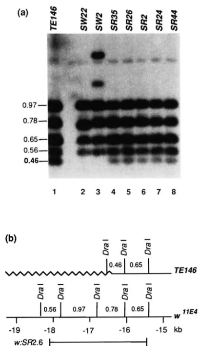 FIGURE 4.-(a)  Restriction  enzyme  mapping of the restriction maps gested. DNA was extracted  from of to (wriggly  line)  and la)