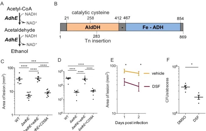 Figure 3.5: The metabolic role of AdhE during infection. A) Fermentative pathway AdhE is 