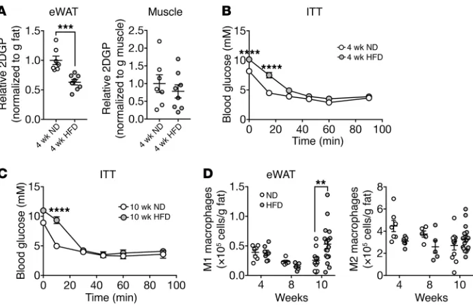 Figure 3. HFD-induced insulin resistance precedes the accumulation of M1 mac-rophages