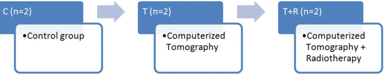 Fig. 1. Experimental conditions for each material C: indicates the control group (no treatment); T: computerized tomography; T+R: computerized tomography + 