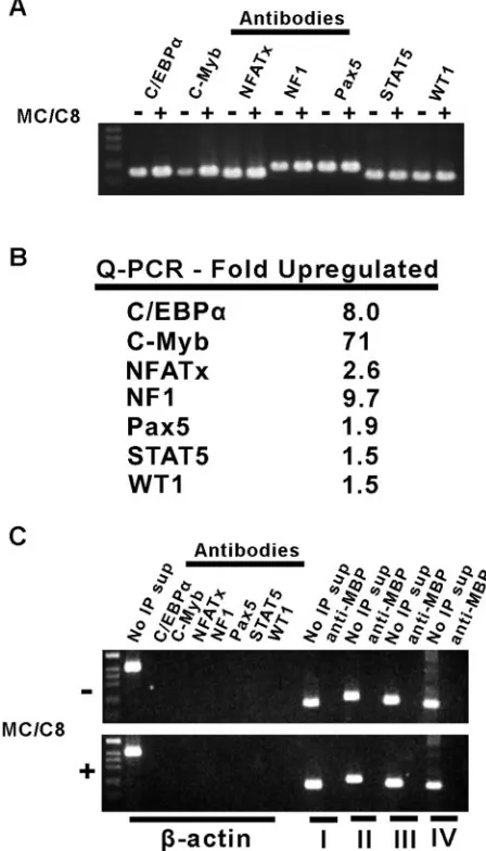 FIG. 4. ChIP and quantitative PCR (Q-PCR) analysis of TF binding.(A) Nonquantitative PCR analysis of HPV-16 DNA recovered from im-