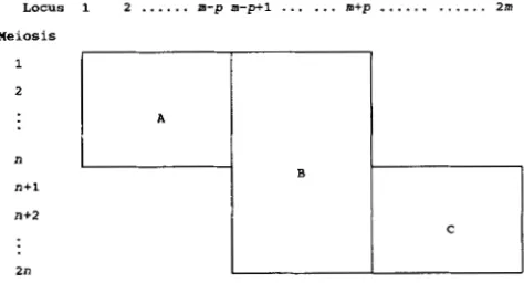 FIGURE 3.-A visual representation of the  characteristics  of  two independent  backcrosses with a  fraction  of  common loci