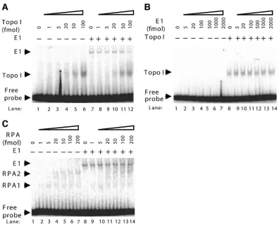 FIG. 2. Topo I stimulation of E1 binding is highly speciﬁc. (A) Topo I does not stimulate the non-origin binding activity of E1