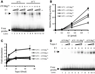 FIG. 3. The effects of ATP/Mg2(A) Increasing amounts of E1 (0.2, 0.5, and 1 pmol) were incubated with radiolabeled BPV1 origin DNA at 37°C or 25°C in the presence andabsence of 4 mM ATP/7 mM Mg50 fmol) were performed at 37°C or 25°C in the presence or abse