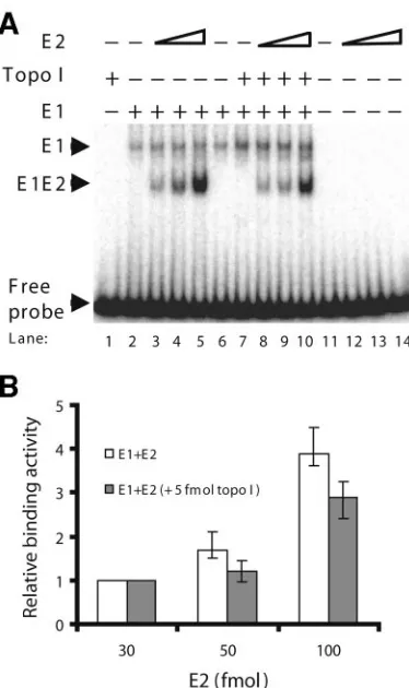 FIG. 7. Topo I and E2 stimulate the origin binding activity of E1independently. (A) Effect of E2 on E1-origin complex formation in the