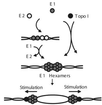 FIG. 8. Proposed roles for Topo I in PV DNA replication. Duringthe initiation of DNA replication, Topo I and E2 independently stim-
