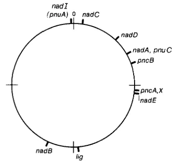 FIGURE 2.-Chromosome the known  genes of S. typhirnuriurn showing  positions of of the NAD metabolic  pathway