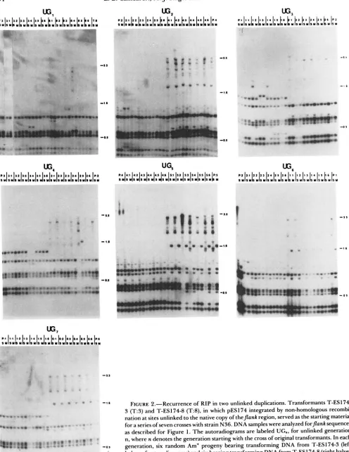 FIGURE 2.-Recurrence of  RIP in two unlinked duplications. Transformants  T-ESl74- as described nation at sites unlinked 3 (T8), for generation, six random Am+ progeny bearing  transforming DNA from T-ESl74-3 (left described in Figure n, where halves of au