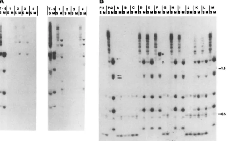FIGURE 4.-Reactivation of RIP bv duDlication of RIP-resistant sequences. The RIP-resistant are shown in panel a  probe  for  theflank A) and T-EC24-9 (T-9 in panel A), and the single-copy transformant T-EC24-11