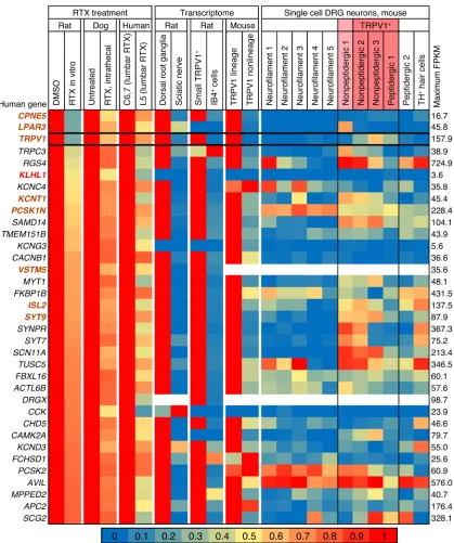 Figure 3. Genes differentially detected in RTX-treated ganglia across experiments in 3 species