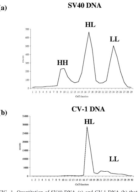 FIG. 1. Quantitation of SV40 DNA (were extracted from SV40-infected CV-1 cells, which were fed withBUdR