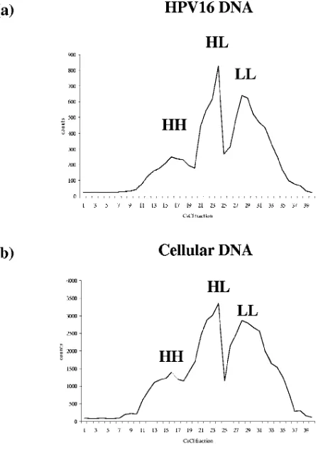 FIG. 3. Proﬁle of HPV16 (BUdR feeding. The DNAs were subjected to density separationa) and W12 (b) cellular DNA 36 h afterthrough a CsCl gradient.