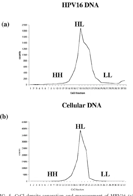 FIG. 5. CsCl density separation and measurement of HPV16 (and W12 cellular (b) DNA extracted from W12 cell fed with BUdRa)and Nocodazole for 31 h.