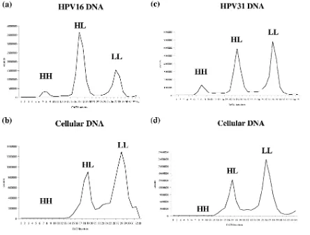 FIG. 7. Proﬁle of HPV16 (a) and HPV31 (c) DNA and cellular DNA (b and d) isolated from NIKS cells fed with BUdR and nocodazole for24 h and separated on the CsCl gradient.