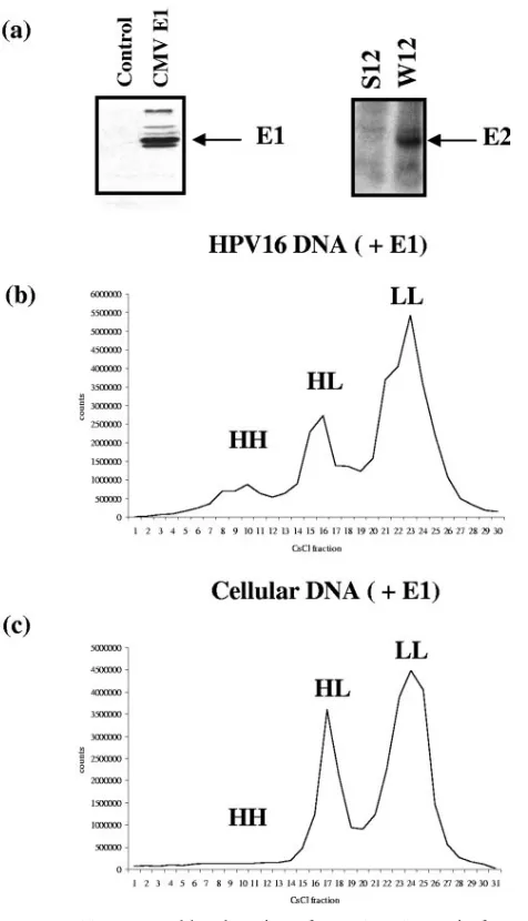 FIG. 8. (a) Western blot detection of HPV16 E1 protein fromextracts of W12 cells that were transfected with either empty vector as