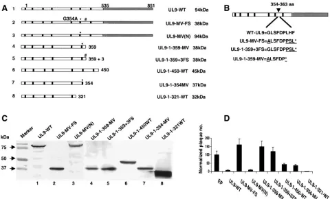 FIG. 1. Mutations ending at or around 359 are potentiating. (A) Schematic diagram of UL9 truncations