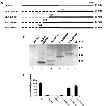 FIG. 2. Inhibitory activity of the C terminus of UL9 protein in HSV-1 replication is relieved in the presence of residues 304 to 394