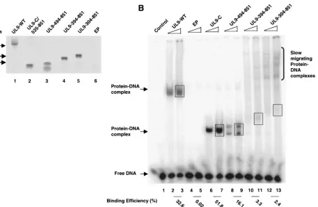 FIG. 3. The ability to bind the origin of replication correlates with inhibition in the plaque reduction assay