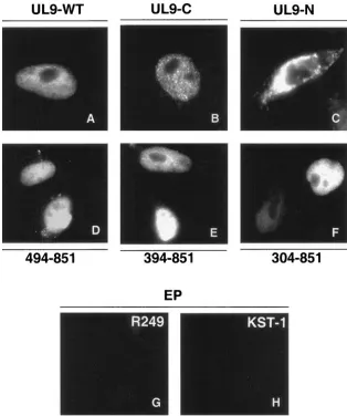 FIG. 4. Intracellular localization of UL9 in cells transfected with wild-type and mutant versions of UL9