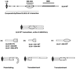 FIG. 6. Model for potentiation and transdominance of HSV-1 replication. A schematic diagram of UL9 is shown at the top