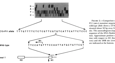 FIGURE 2.-Comparison PI 1 (smt-s) mutation sequence with the 