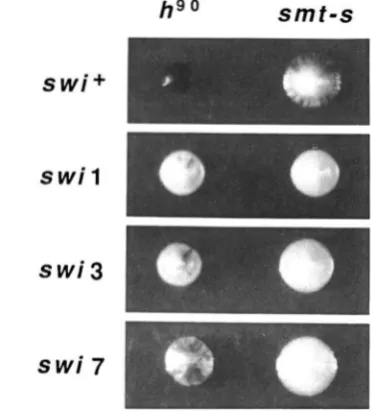 TABLE 1 Experimental strains of S. pombe 
