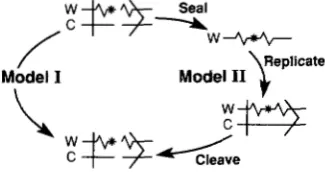 FIGURE 4.-The one  chromatid  containing  the switched and healed daughters of the  parent cell inherit developmentally nonequivalent  chromosomes,  one  inheriting  the  cut  chromosome inheriting  the  chromosome  without  the  cut  (Pu)