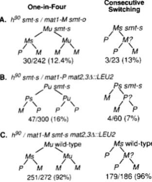 FIGURE 6.-The o f ‘  SPX.50; the genotype of the switchable allele is presented in the drawings t o  is pattern and efficiency of mat1 switching