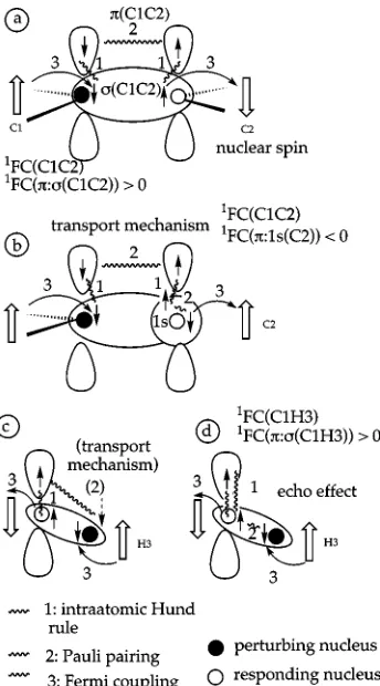 FIG. 3. FC coupling mechanism in ethylene involving the passive � orbital.�a� The ��C1C2� contribution to FC��� of the 1FC�C1C2) coupling