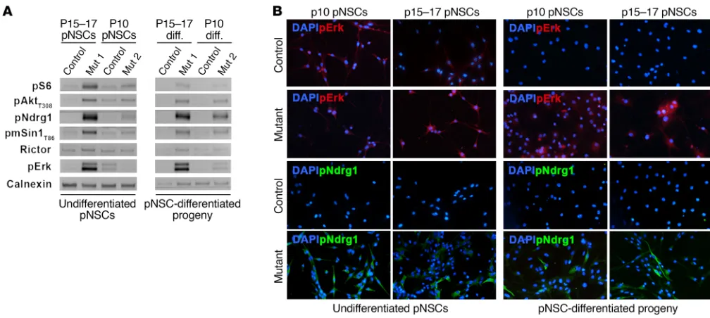Figure 9. Postnatal NSCs isolated from SENs and SEGAs developing in TPN mice hyperactivate pErk and pNDRG1 upon differentiation