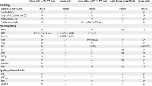 Table 1. Summary of morphological traits and molecular expression patterns found in autochthonous mouse SENs and SEGAs,  pNSC-induced mouse SEGAs, and human SENs and SEGAs