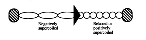 Fig. 1. template. Transcriptionally induced supercoiling in the DNA A segment of DNA bounded by non-rotatable supports (hatched) is shown