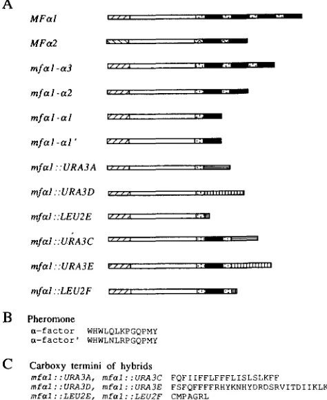 FIGURE 1.-MFal sors (KUR,JAN 1985; 