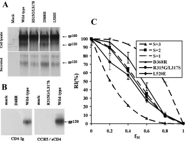 FIG. 2. HIV-1YU2gp120 at room temperature for 3 h. After being washed with the cell lysis buffer, the precipitated glycoproteins were resolved on 8% SDS-polyacrylamide gels (left panel)