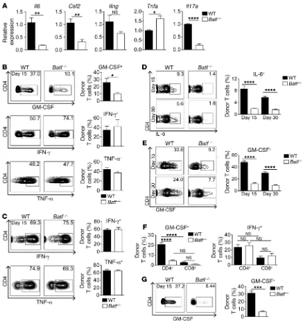 Figure 6. Donor T cells express IL-6 and GM-CSF in a BATF-dependent manner. ((resents normalized, relative fold-change expression compared with WT T cells (set at 1)