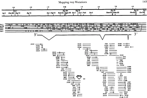 FIGURE 2.-Molecular diagrammed below the  restriction maps. The molecular  positions of  restriction  fragments with altered melting  behavior in aligned with the restriction map, at  the  bottom