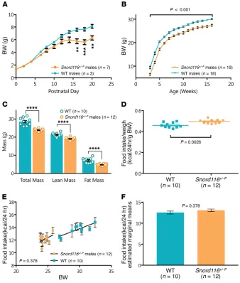 Figure 1. Congenital Snord116adult males 13 to 16 weeks of age. ****age) in by body weight, food intake is significantly higher in  deletion mice display a growth phenotype, but do not transition to obesity or hyperphagia