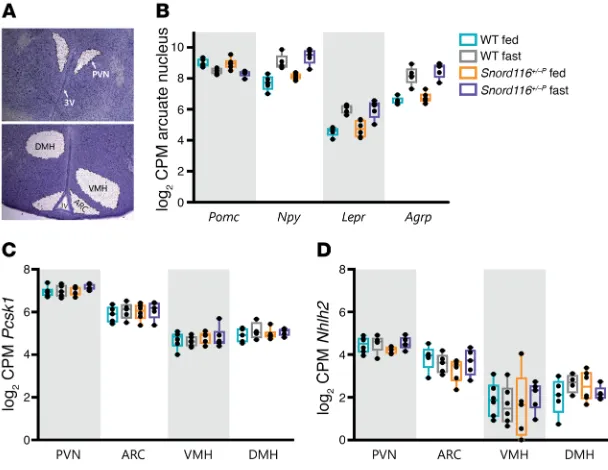 Figure 2. Expression of hypothalamic leptin/ melanocortin pathway genes is unaltered in congeni-million (CPM), with box plots showing the median, expression pattern of not change in congenital ARC