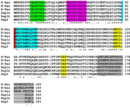 Figure 1.2:  Sequence alignment of the Ras subfamily members H-Ras, N-Ras, K-Ras, Rap1a, Rap1b and Rap2 from homo sapien